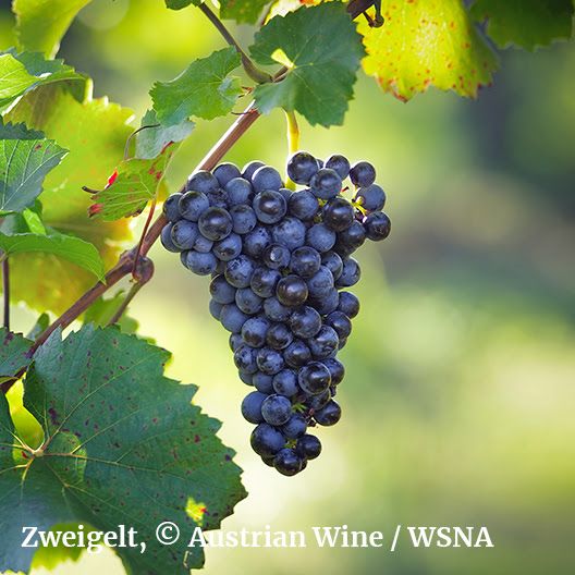 International Awards for Austrian Wines