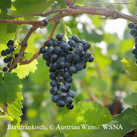 International Awards for Austrian Wines
